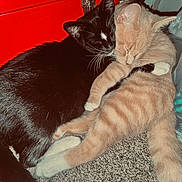 Moo-Moo is registered to the contest to win money with this photo: animal, black_cat, carpet, cat, close_up, companionship, cuddle, cute, domestic_animal, feline, fur, indoor, mammal, orange_tabby, paw, pet, resting, sleeping, tail, whiskers
