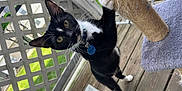 Moo-Moo joined the competition — help win amazing prizes! animal, black_and_white, cat, claws, closeup, collar, curious, domestic_cat, feline, green_grass, lattice_fence, outdoor, pet, pet_tag, playful, porch, scratching_post, tuxedo_cat, whiskers, wooden_floor