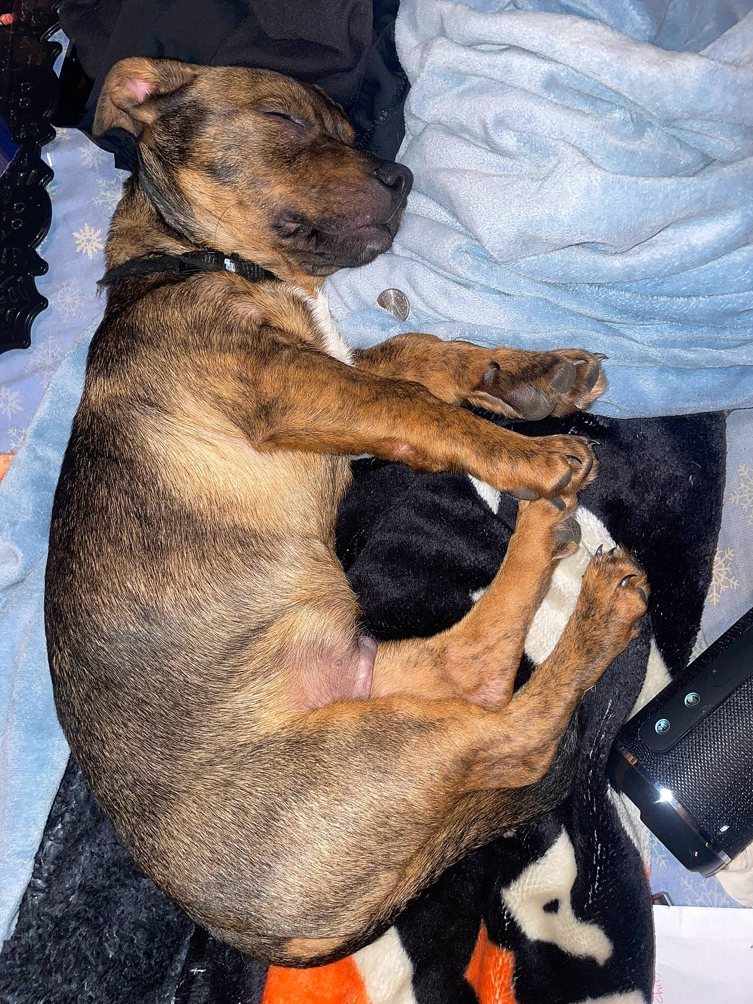 Tucker is registered to the contest to win money with this photo: art, canidae, carnivore, comfort, companion_dog, dog, dog_breed, fawn, fur, gesture, guard_dog, nap, painting, paw, puppy, snout, sporting_group, working_animal