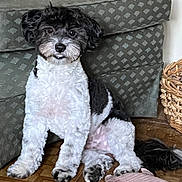 Jerry is registered to the contest to win money with this photo: animal, basket, black_and_white, canine, companion, couch, curly_fur, cute, dog, domestic, floor, fur, home, indoor, paw, pet, portrait, relaxed, sitting, tail