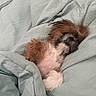 dog, sleeping, bed, blanket, fur, cozy, cute, rest, pet, snuggled, indoor, comfort, relaxation, small_dog, fluffy, canine, napping, soft, home, pillow