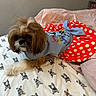 dog, small_dog, clothing, dress, bed, bedding, pattern, polka_dots, blue, red, white, fur, pet, indoor, cute, animal, resting, topknot, fabric, home