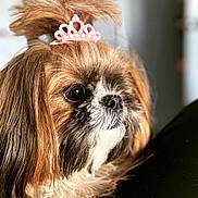 Sky joined the competition — help win amazing prizes! dog, portrait, tiara, fluffy, close_up, pet, cute, brown_fur, white_fur, black_nose, indoor, animal, small_dog, long_hair, adorable, face, looking_away, tiara_accessory, soft_lighting, domestic_animal