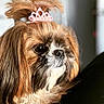 dog, portrait, tiara, fluffy, close_up, pet, cute, brown_fur, white_fur, black_nose, indoor, animal, small_dog, long_hair, adorable, face, looking_away, tiara_accessory, soft_lighting, domestic_animal