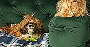 Sky is registered to the contest to win money with this photo: dog, pet, small_dog, couch, blanket, plaid, green_couch, furniture, indoor, cozy, fur, face, resting, cute, companion, animal, domestic, two_dogs, curious, relaxed