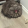 Egypt joined the competition — help win amazing prizes! cat, fluffy, gray, yawning, mouth_open, indoor, wood_floor, baseboard, door, pet, animal, feline, fur, cute, whiskers, small, domestic, resting, corner, house