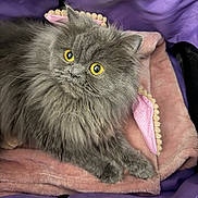 Egypt is registered to the contest to win money with this photo: cat, gray_cat, fluffy, yellow_eyes, pet, animal, blanket, pink_blanket, purple_carrier, indoor, cute, fur, looking, resting, soft_texture, cozy, domestic_animal, mammal, portrait, closeup
