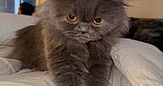 Egypt is registered to the contest to win money with this photo: cat, gray_cat, fluffy, orange_eyes, pet, indoor, blanket, white_blanket, fur, cute, grumpy_expression, animal, mammal, home, television, screen, text_overlay, technology, cozy, resting