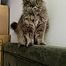 Egypt is registered to the contest to win money with this photo: cat, fluffy_cat, gray_cat, yellow_eyes, sitting, indoor, furniture, couch, pet, animal, feline, curious, domestic_cat, long_hair, looking, whiskers, tail, household, portrait, soft_fur