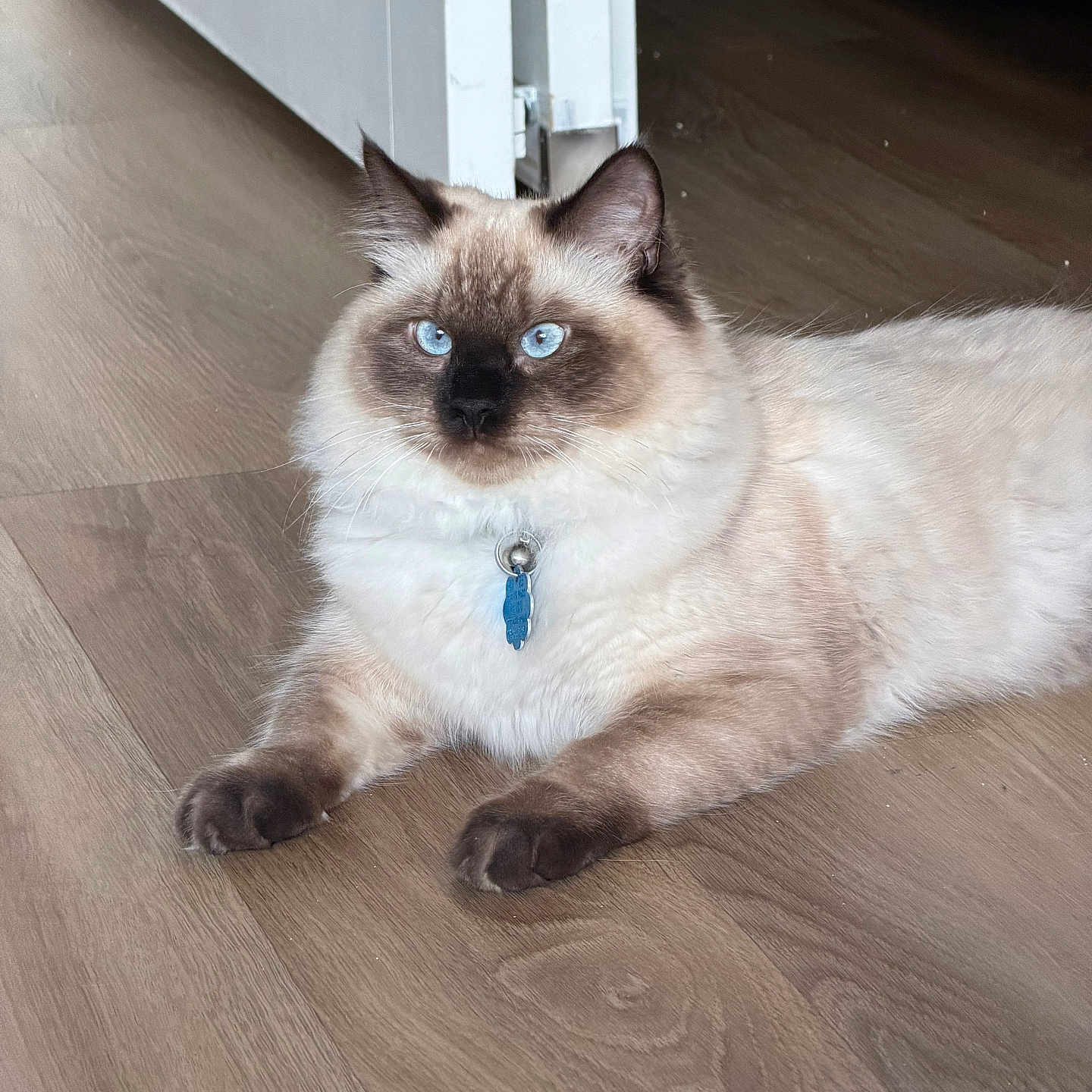 Enzo