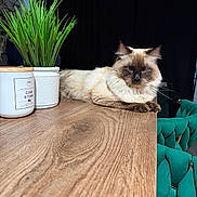 Enzo joined the competition — help win amazing prizes! cat, siamese_cat, feline, wooden_table, plant, potted_plant, candle, indoor, furniture, chair, green_chair, curtain, black_curtain, pet, relaxed, fluffy, domestic_animal, cozy, tabletop, decor