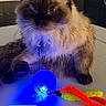 Enzo is registered to the contest to win money with this photo: cat, fluffy, indoor, toy, blue_light, ball, pipe_cleaners, pet, animal, fur, collar, table, kitchen, domestic, cute, playful, colorful, relaxed, eyes, face