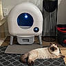 Enzo is registered to the contest to win money with this photo: cat, feline, indoor, pet, litter_box, mat, plant_stand, scratching_post, floor, wooden_floor, technology, relaxed, fluffy, cream_color, brown_paws, blue_eyes, modern, home, cozy, animal