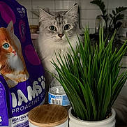 Luna is registered to the contest to win money with this photo: cat, indoor, plant, greenery, potted_plant, cat_food, bag, kitchen, countertop, white_container, wooden_lid, curious_cat, gray_cat, white_cat, feline, pet, domestic_cat, eyes, whiskers, fur
