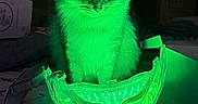 Luna is registered to the contest to win money with this photo: cat, animal, pet, indoor, glowing, led_light, mask, green_light, fur, curious, box, clutter, room, furniture, domestic, whiskers, sitting, mystery, technology, portrait