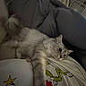 Luna joined the competition — help win amazing prizes! cat, gray_cat, fluffy_cat, cat_paw, couch, blanket, person, shirt, grinch_design, indoor, relaxed, pet, animal, feline, stretching, cozy, living_room, home, resting, comfort