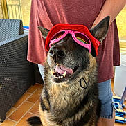 Paloma participe au concours pour gagner de l'argent avec cette photo : dog, german_shepherd, hat, goggles, pet, indoor, person, clothing, happy, tongue_out, sitting, floor, tile_floor, furniture, arm, shorts, casual, smile, accessory, companion