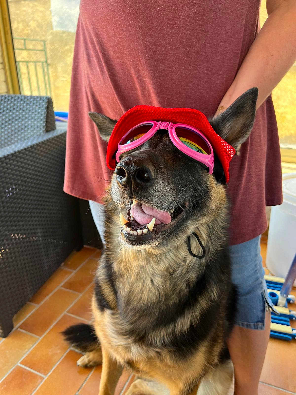 Paloma participe au concours pour gagner de l'argent avec cette photo : dog, german_shepherd, hat, goggles, pet, indoor, person, clothing, happy, tongue_out, sitting, floor, tile_floor, furniture, arm, shorts, casual, smile, accessory, companion