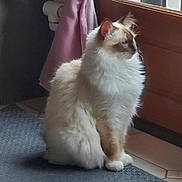 Riyette a rejoint le concours — aidez-le/la à gagner de superbes lots ! cat, fluffy, indoor, rug, door, window, curtain, pink_curtain, floor, tile_floor, sitting, side_view, pet, feline, domestic_cat, long_hair, looking_away, quiet, calm, natural_light