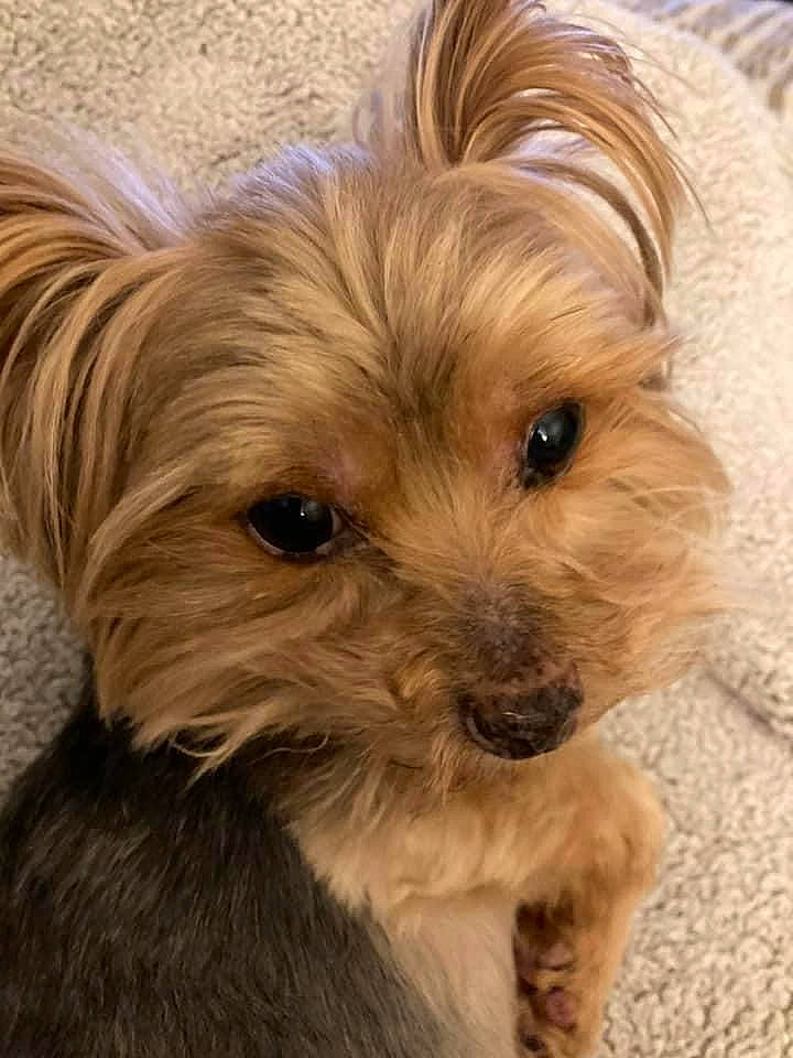 Teddy joined the competition — help win amazing prizes! biewer_terrier, canidae, carnivore, companion_dog, dog, dog_breed, dog_supply, fur, liver, maltepoo, non_sporting_group, puppy, small_terrier, snout, sporting_group, terrestrial_animal, terrier, toy_dog, working_animal, yorkipoo