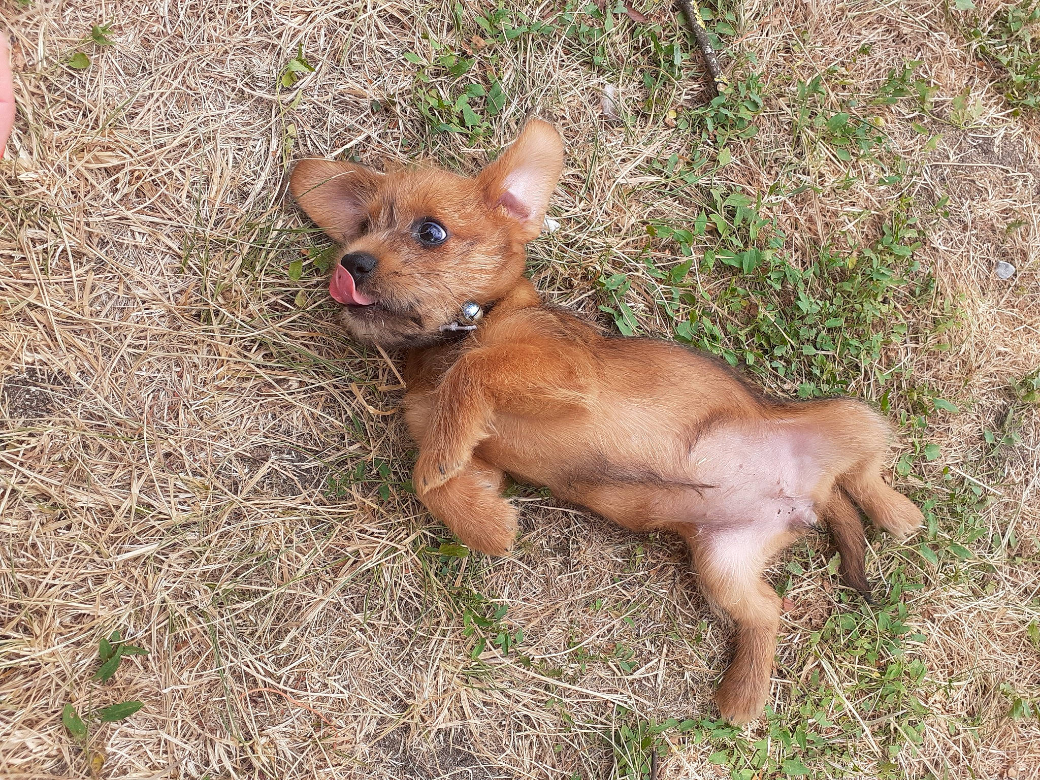 Poppy participe au concours pour gagner de l'argent avec cette photo : canidae, carnivore, companion_dog, dog, dog_breed, fawn, grass_family, liver, non_sporting_group, puppy, small_terrier, snout, sporting_group, terrier, toy_dog, working_animal