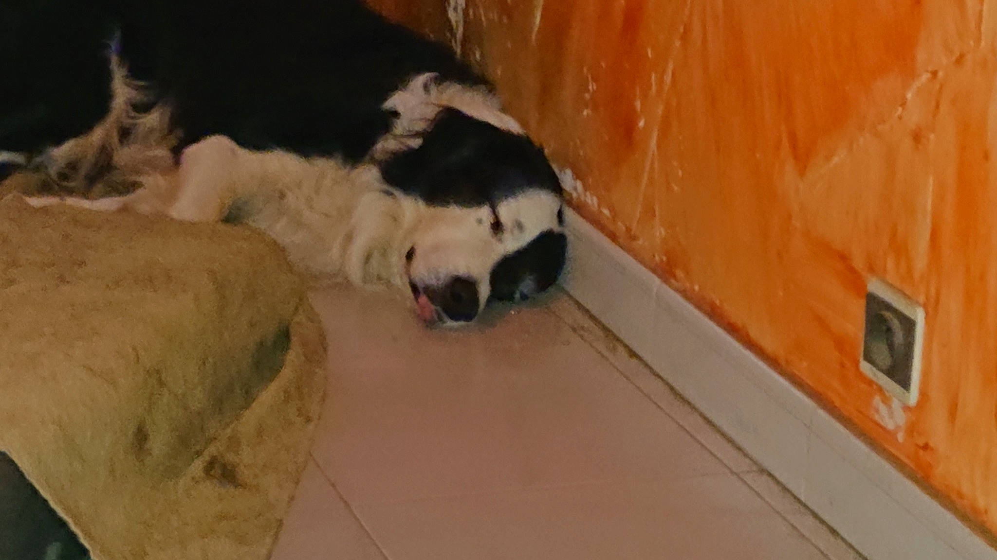 Attila a rejoint le concours — aidez-le/la à gagner de superbes lots ! canidae, carnivore, companion_dog, dog, dog_breed, fawn, flooring, foot, fur, hardwood, herding_dog, moscow_watchdog, non_sporting_group, paw, snout, sporting_group, tail, terrestrial_animal, wood, working_animal