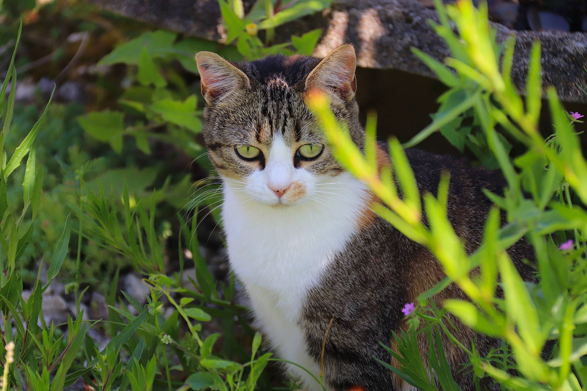 Evy participe au concours pour gagner de l'argent avec cette photo : art, carnivore, cat, domestic_short_haired_cat, fawn, felidae, fur, grass, grass_family, groundcover, plant, small_to_medium_sized_cats, snout, tail, terrestrial_animal, terrestrial_plant, tree, vegetation, whiskers, wildlife