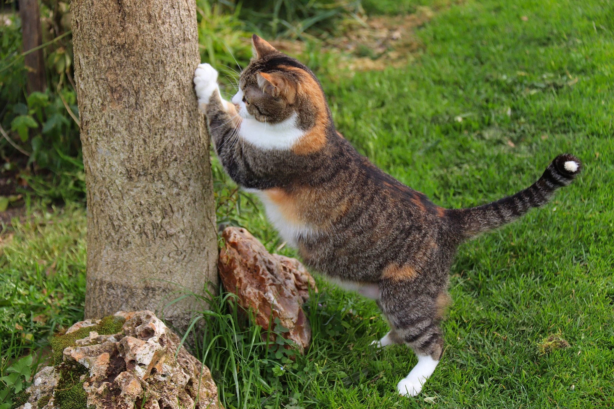 Evy a rejoint le concours — aidez-le/la à gagner de superbes lots ! carnivore, cat, claw, domestic_short_haired_cat, eye, fawn, felidae, fur, grass, groundcover, paw, plant, small_to_medium_sized_cats, snout, tail, terrestrial_animal, tree, trunk, whiskers, wood