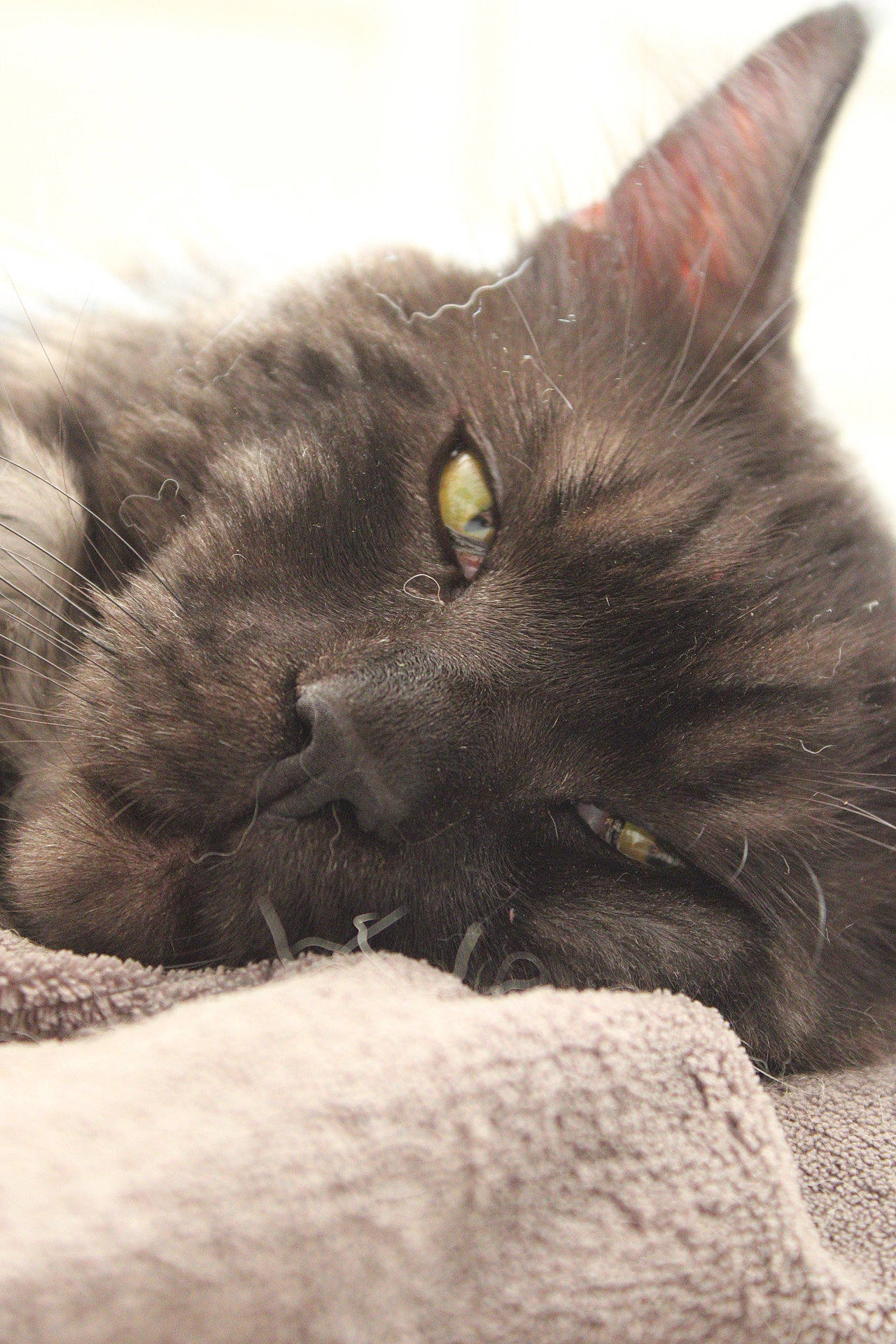 Simba participe au concours pour gagner de l'argent avec cette photo : black_cat, bombay, carnivore, cat, claw, comfort, domestic_short_haired_cat, felidae, fur, grey, monochrome, monochrome_photography, paw, sky, small_to_medium_sized_cats, snout, tail, terrestrial_animal, whiskers, wildlife