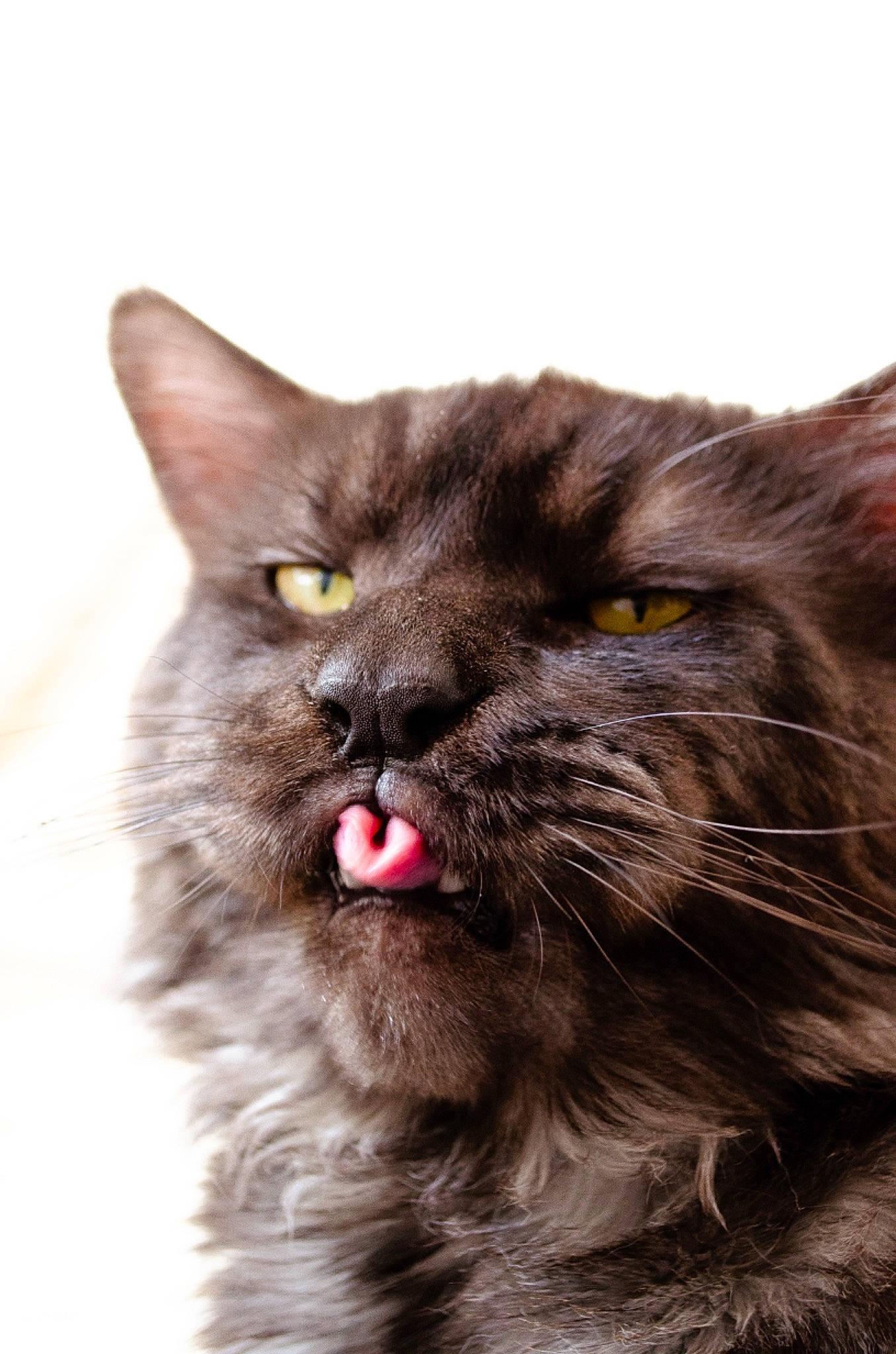 Simba participe au concours pour gagner de l'argent avec cette photo : black_cat, bombay, british_longhair, carnivore, cat, claw, domestic_short_haired_cat, fang, felidae, fur, grass, iris, small_to_medium_sized_cats, snout, terrestrial_animal, whiskers, wildlife