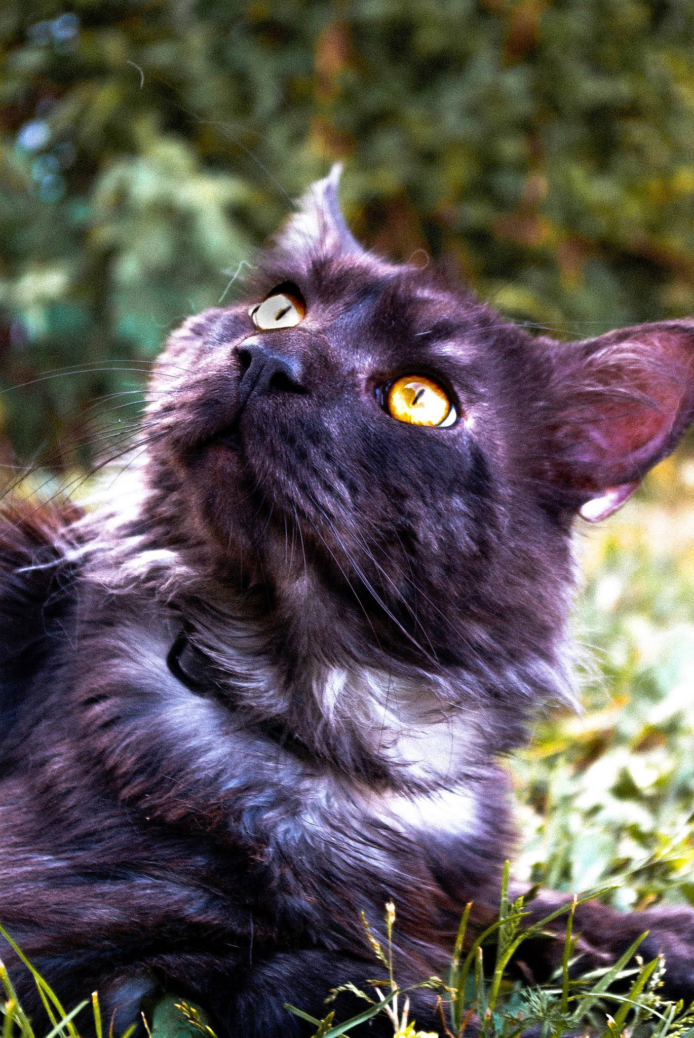 Simba a rejoint le concours — aidez-le/la à gagner de superbes lots ! black_cat, canidae, carnivore, cat, dog_breed, domestic_short_haired_cat, eye, fawn, felidae, fur, grass, groundcover, plant, small_to_medium_sized_cats, snout, tail, terrestrial_animal, tree, trunk, whiskers