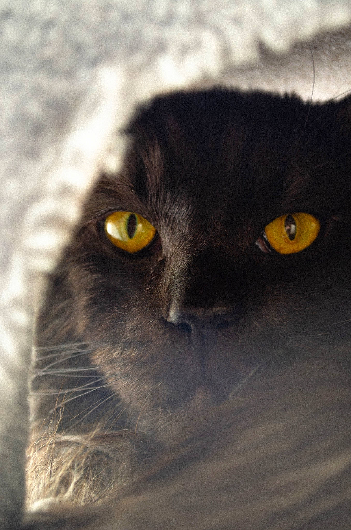 Simba participe au concours pour gagner de l'argent avec cette photo : black_cat, carnivore, cat, domestic_short_haired_cat, eye, felidae, fur, grey, iris, macro_photography, monochrome_photography, small_to_medium_sized_cats, snout, terrestrial_animal, whiskers