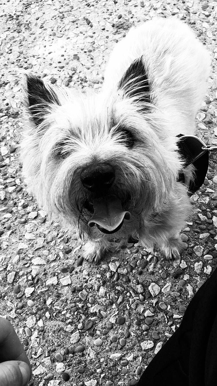 Enya participe au concours pour gagner de l'argent avec cette photo : black, black_and_white, canidae, carnivore, companion_dog, dog, dog_breed, eye, grass, monochrome, monochrome_photography, scottish_terrier, small_terrier, snout, sporting_group, style, terrier, toy_dog, whiskers, white