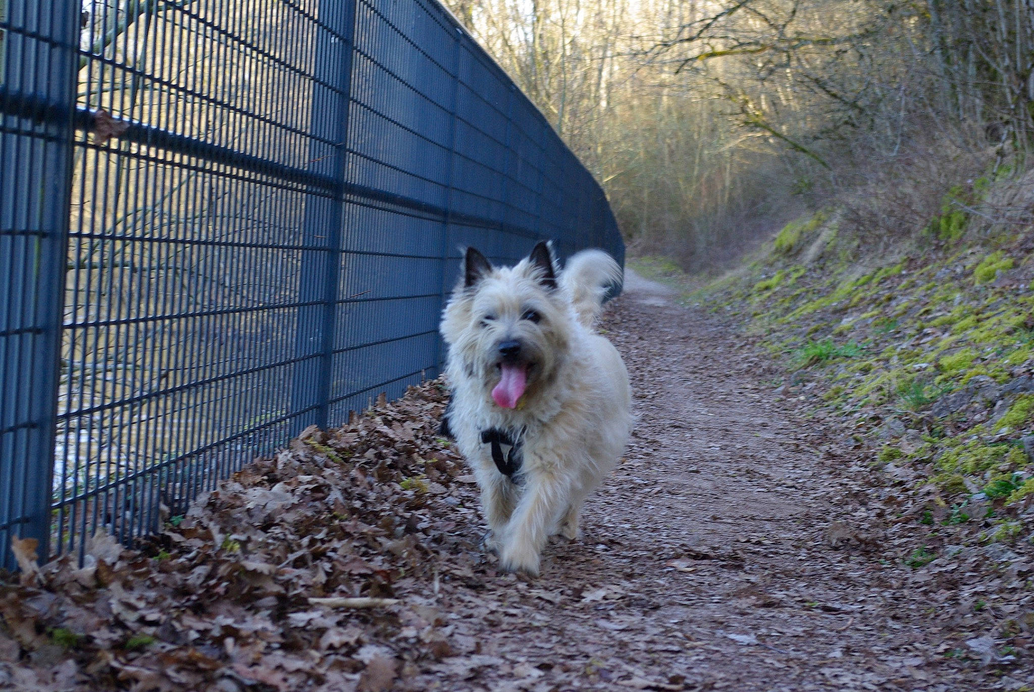 Enya participe au concours pour gagner de l'argent avec cette photo : canidae, carnivore, companion_dog, dog, dog_breed, dog_supply, fence, grass, herding_dog, home_fencing, mesh, plant, snout, soil, sporting_group, tail, tree, wheel, wire_fencing, working_animal
