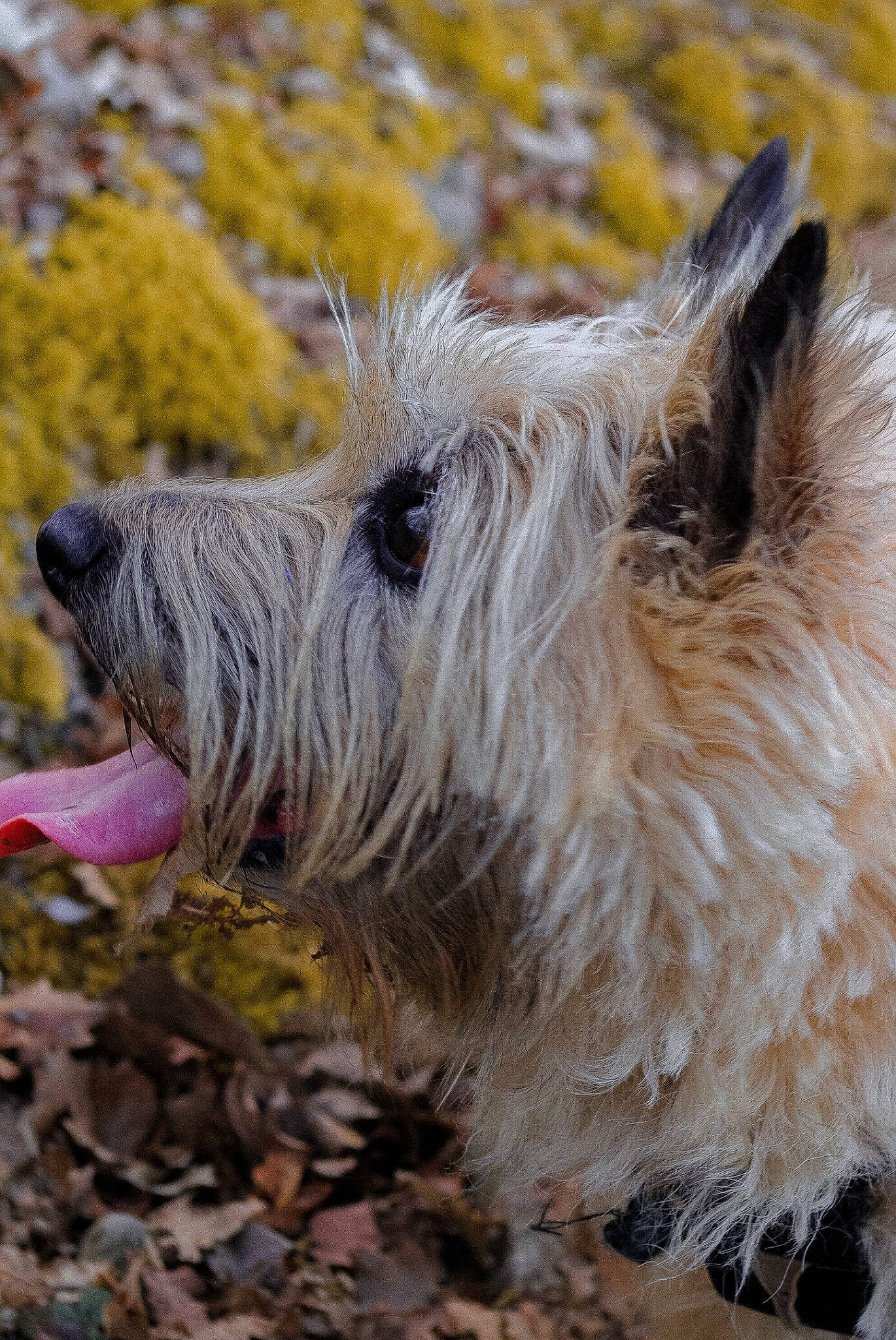 Enya a rejoint le concours — aidez-le/la à gagner de superbes lots ! canidae, carnivore, dog, dog_breed, fawn, fur, goats, livestock, pack_animal, small_terrier, snout, sporting_group, terrestrial_animal, terrier, wildlife, working_animal