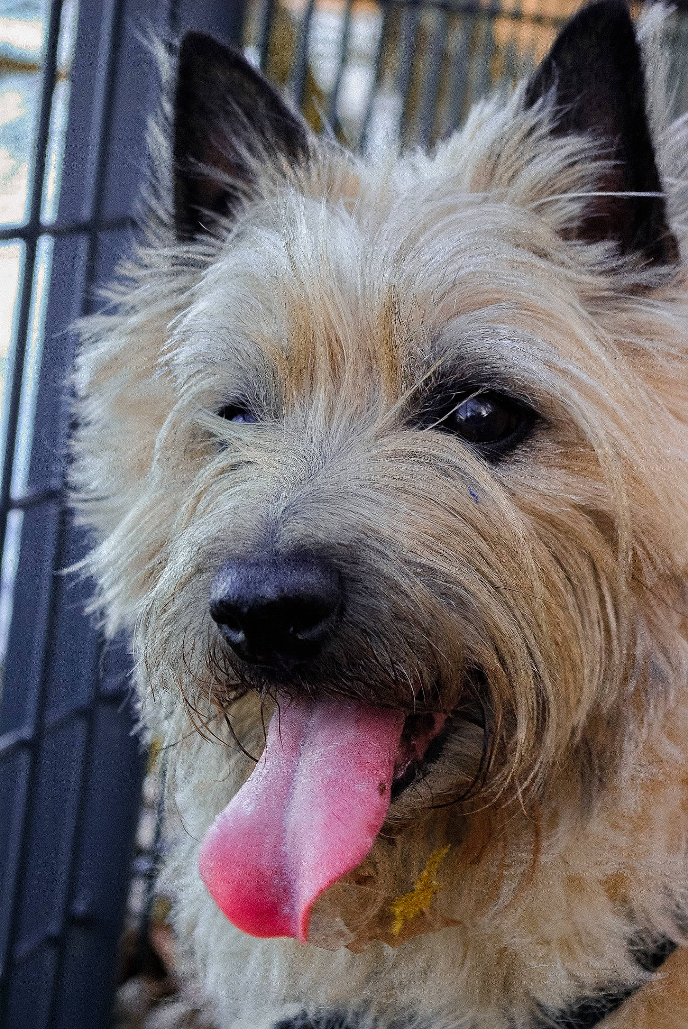 Enya participe au concours pour gagner de l'argent avec cette photo : ancient_dog_breeds, biewer_terrier, canidae, carnivore, collar, companion_dog, dog, dog_breed, fur, small_terrier, snout, sporting_group, terrestrial_animal, terrier, toy_dog, working_animal, working_dog