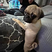 Bullwinkle is registered to the contest to win money with this photo: pug, puppy, dog, indoor, person, bed, blanket, fish_tank, curious, pet, animal, cozy, carpet, furniture, raising_hand, glasses, cap, pattern, cute, standing