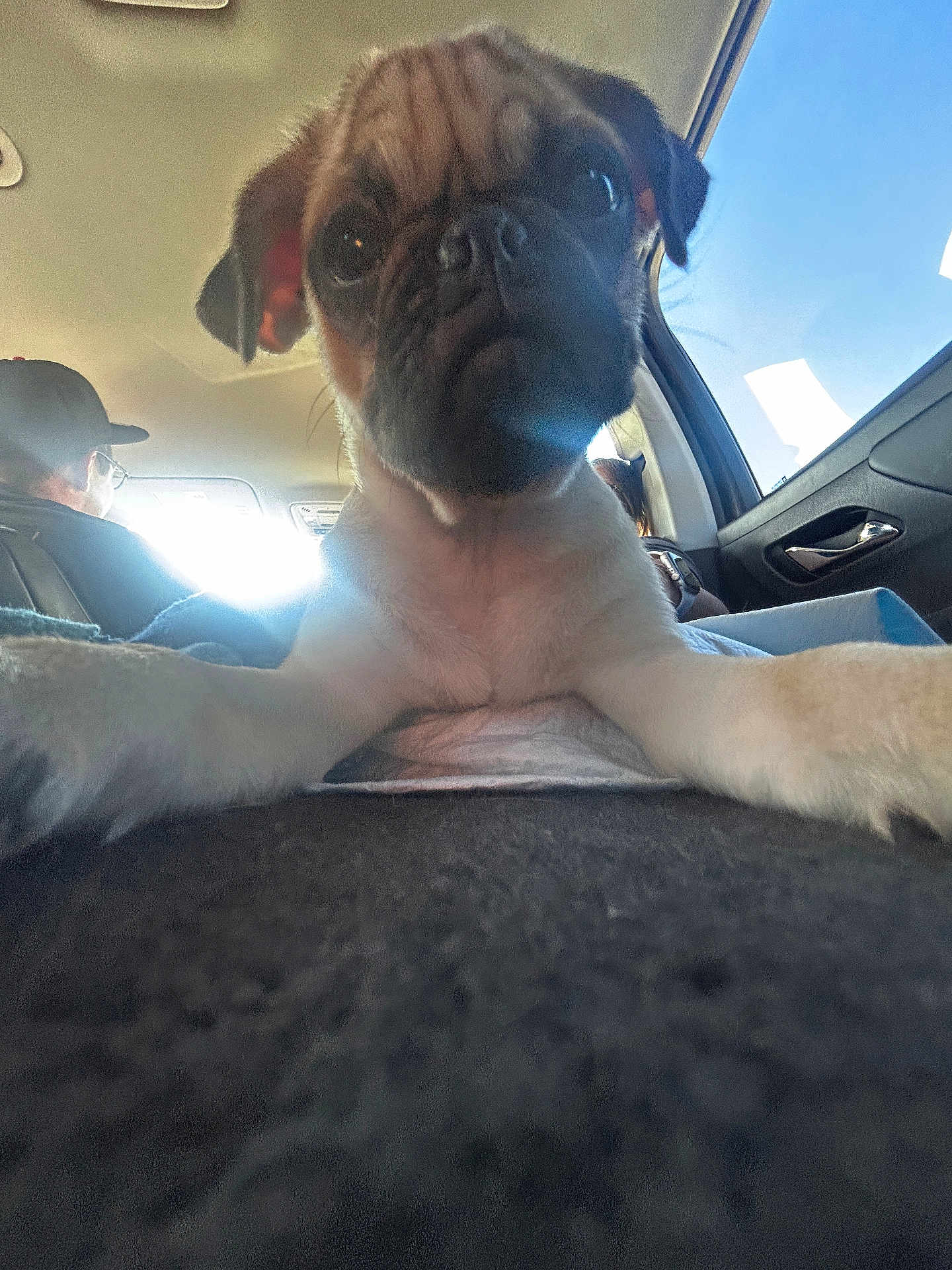 Bullwinkle joined the competition — help win amazing prizes! pug, puppy, dog, car, window, paw, close_up, travel, pet, animal, inside, seat, sunlight, face, cute, young, looking, companion, transport, vehicle