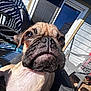 Bullwinkle joined the competition — help win amazing prizes! dog, pug, close_up, outdoor, sunlight, shadow, plastic_chair, ladder, patio, window, wall, face, snout, animal, pet, daylight, texture, furniture, reflection, backyard