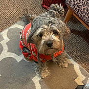 Jaxon is registered to the contest to win money with this photo: dog, small_dog, indoor, carpet, rug, hat, knit_hat, pom_pom, clothing, festive_clothing, red_outfit, leopard_print, chair, pet, looking_up, cozy, cute, fur, animal, home