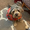 dog, small_dog, indoor, carpet, rug, hat, knit_hat, pom_pom, clothing, festive_clothing, red_outfit, leopard_print, chair, pet, looking_up, cozy, cute, fur, animal, home