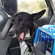 Nina participe au concours pour gagner de l'argent avec cette photo : animal, black_dog, blanket, car, dog, door, ears, interior, leash, open_mouth, pet, pet_carrier, resting, seat, seatbelt, transportation, travel, vehicle, window, yawning