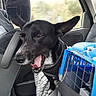 animal, black_dog, blanket, car, dog, door, ears, interior, leash, open_mouth, pet, pet_carrier, resting, seat, seatbelt, transportation, travel, vehicle, window, yawning