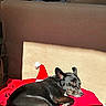 animal, black_dog, blanket, couch, cozy, dog, ears, fur, holiday, indoor, nose, paw, pet, red_blanket, relaxing, resting, santa_hat, side_view, sunlight, warm_light