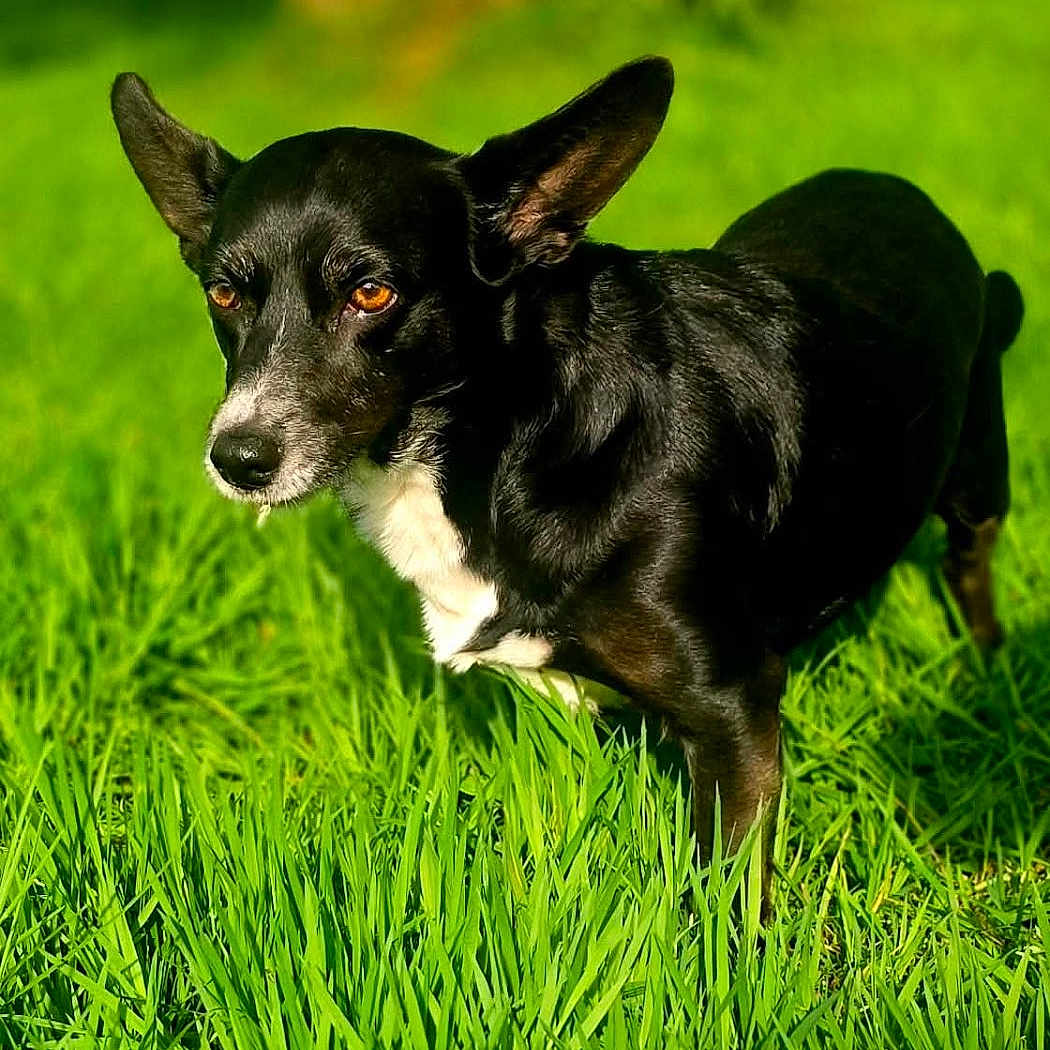 Nina