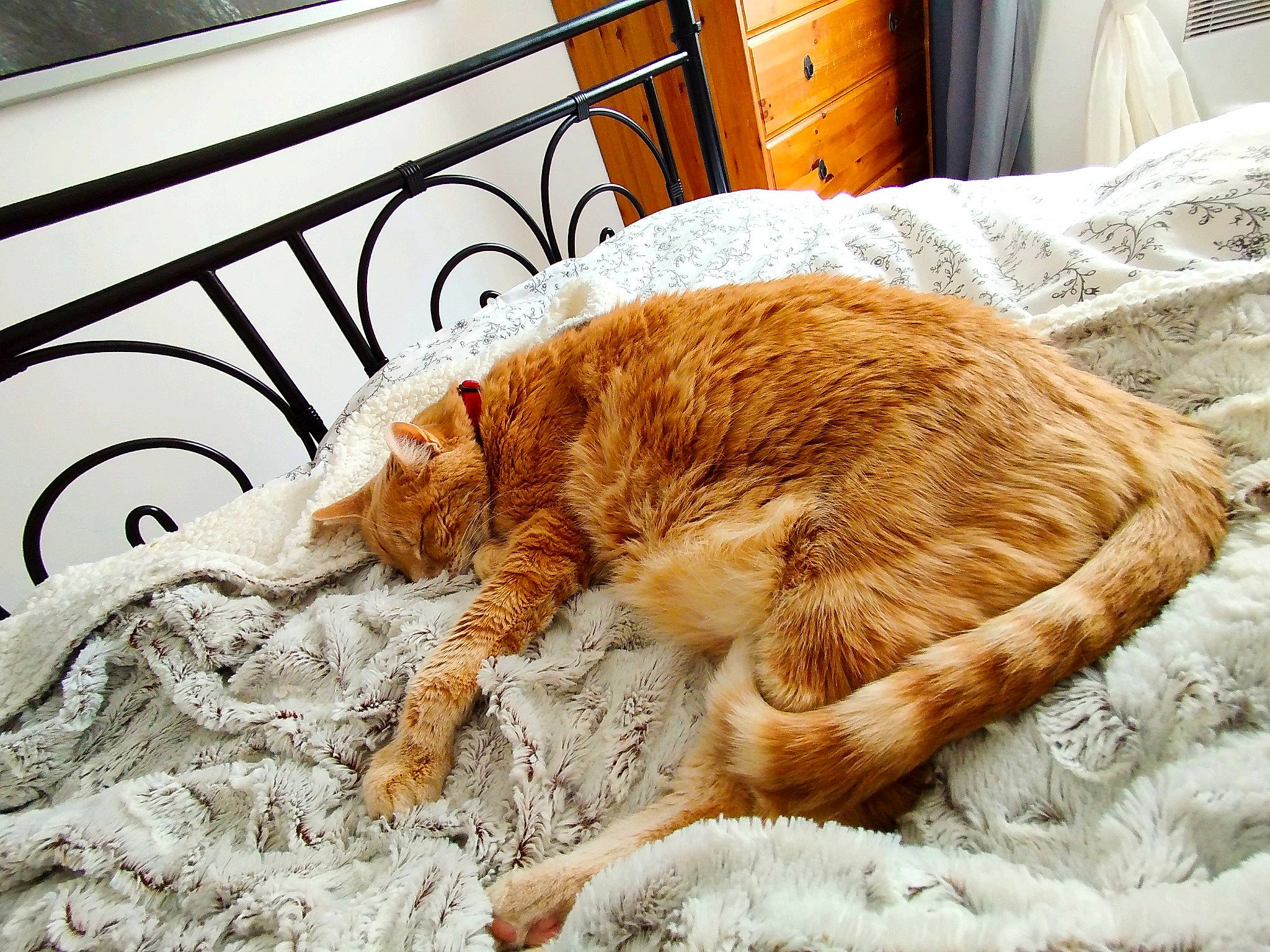 Spip a rejoint le concours — aidez-le/la à gagner de superbes lots ! cabinetry, carnivore, cat, claw, comfort, domestic_short_haired_cat, drawer, fawn, felidae, fur, linens, nap, paw, room, small_to_medium_sized_cats, sporting_group, tail, terrestrial_animal, whiskers, wood