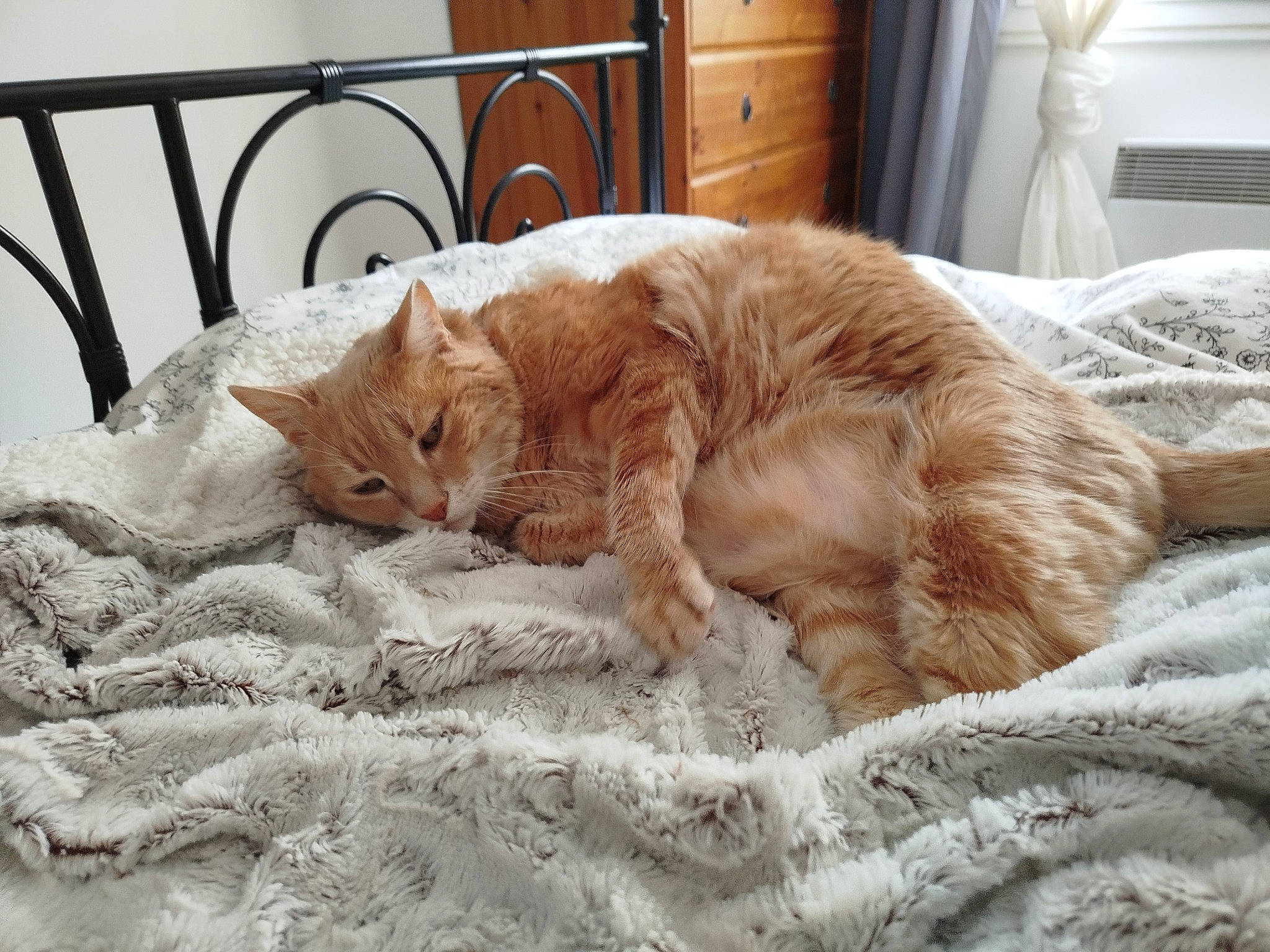 Spip participe au concours pour gagner de l'argent avec cette photo : bed, bed_sheet, bedding, cabinetry, carnivore, cat, chest, comfort, domestic_short_haired_cat, drawer, felidae, flooring, fur, linens, room, small_to_medium_sized_cats, tail, whiskers, window, wood