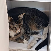 Bigoudi participe au concours pour gagner de l'argent avec cette photo : cat, tabby, pet, animal, feline, indoor, shelf, resting, cozy, fur, whiskers, paws, tail, wood_floor, white_shelf, domestic_cat, cute, sleepy, curled_up, relaxed