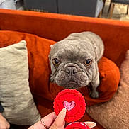 Lula is registered to the contest to win money with this photo: animal, brown_eyes, close_up, cookie, couch, cozy, curious, dog, french_bulldog, hand, heart_shape, home, indoor, looking, manicure, nails, orange_couch, pet, pillow, puppy
