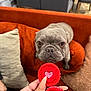 animal, brown_eyes, close_up, cookie, couch, cozy, curious, dog, french_bulldog, hand, heart_shape, home, indoor, looking, manicure, nails, orange_couch, pet, pillow, puppy